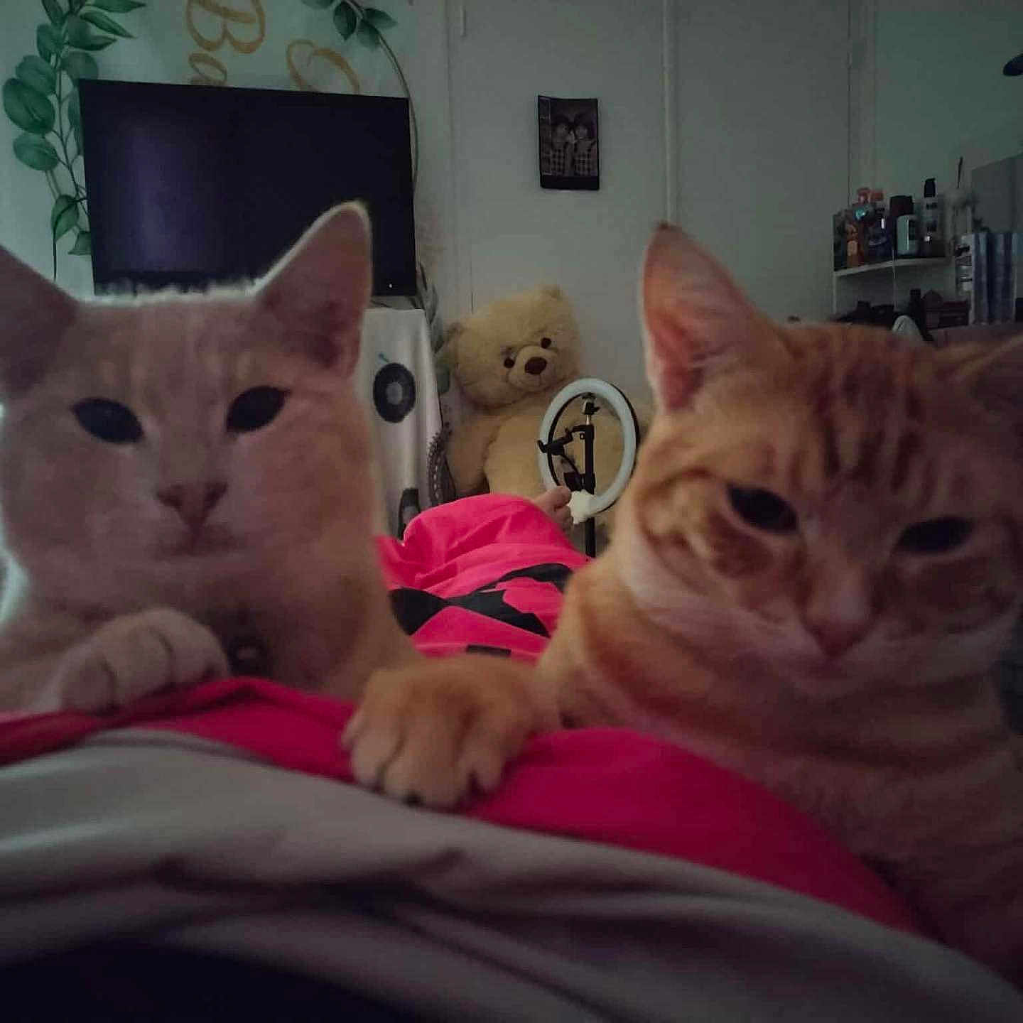 Garfield Et Foxy