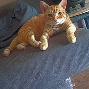 Garfielf participe au concours pour gagner de l'argent avec cette photo : cat, collar, couch, cozy, curious, domestic_animal, ears, floor, furniture, household, indoor, looking_at_camera, orange_fur, orange_tabby, paws, pet, relaxed, resting, tabby_stripes, whiskers