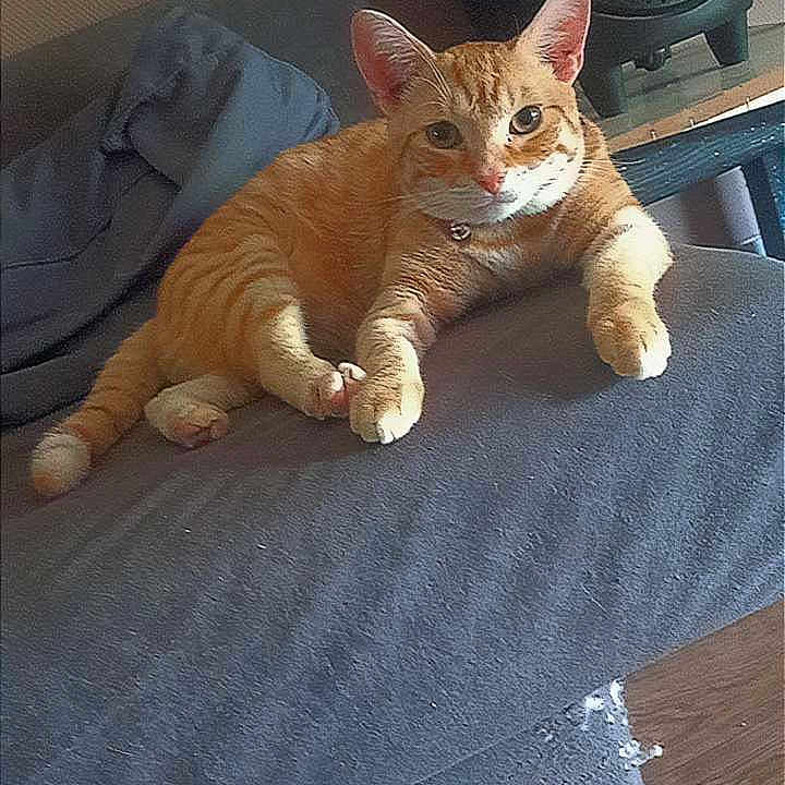 Garfielf