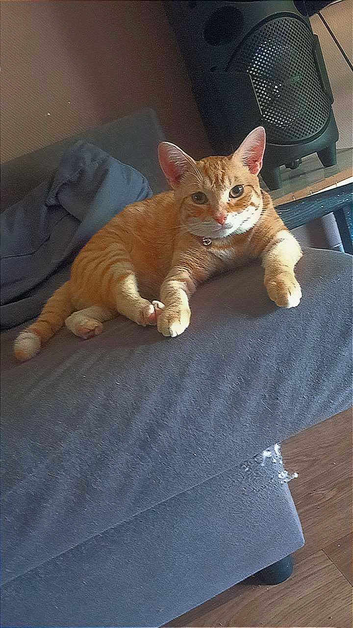 Garfielf