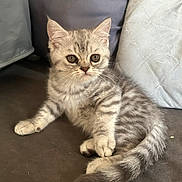 Nala participe au concours pour gagner de l'argent avec cette photo : kitten, cat, gray_tabby, pet, animal, feline, cute, young, fur, whiskers, ears, tail, indoor, cushion, resting, curious, small, domestic, soft, relaxed