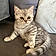 Nala