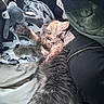 River is registered to the contest to win money with this photo: kitten, cat, sleeping, plush_toy, fur, paw, sunlight, cozy, fabric, clothing, zipper, pattern, butterfly, resting, indoor, soft, cute, animal, pet, relaxing