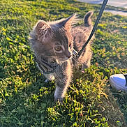 River joined the competition — help win amazing prizes! kitten, gray_cat, leash, grass, outdoor, sunlight, pet, animal, walking, curious, nature, young_cat, fluffy, whiskers, closeup, daylight, greenery, small_animal, exploring, domestic_cat