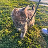 kitten, gray_cat, leash, grass, outdoor, sunlight, pet, animal, walking, curious, nature, young_cat, fluffy, whiskers, closeup, daylight, greenery, small_animal, exploring, domestic_cat