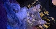 River is registered to the contest to win money with this photo: cat, sleeping, fluffy, gray_cat, person, arm, black_shirt, yellow_design, purple_blanket, indoor, cozy, resting, pet, feline, closeup, soft_texture, relaxation, domestic_animal, casual, blue_light