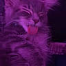 River is registered to the contest to win money with this photo: kitten, cat, fur, tongue, closed_eyes, purple_light, cute, pet, animal, fluffy, whiskers, relaxed, indoor, sleepy, mammal, close_up, portrait, young, feline, soft