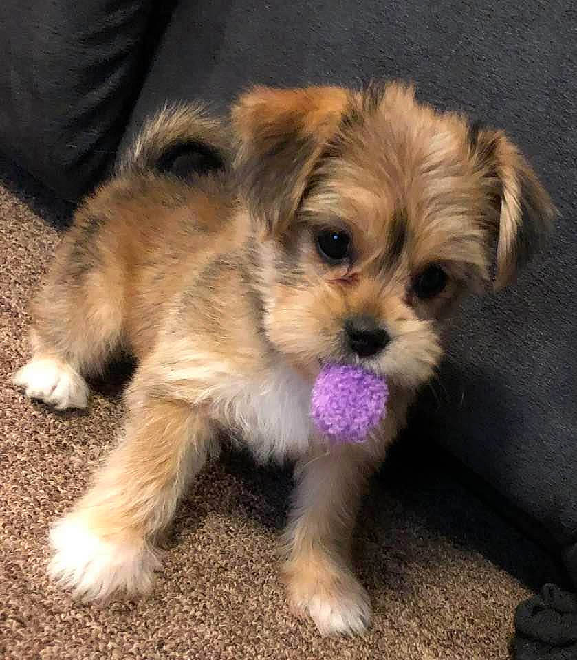 Charlie is registered to the contest to win money with this photo: canidae, carnivore, cavachon, chinese_imperial_dog, companion_dog, dog, dog_breed, lhasa_apso, maltepoo, mammal, morkie, poodle_crossbreed, puppy, puppy_love, schnoodle, shih_tzu, snout, sporting_lucas_terrier, vertebrate, yorkipoo