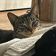 Leo is registered to the contest to win money with this photo: background, cat, closeup, cozy, door, ears, feline, folded_towel, fur, household, indoor, paper_bag, pet, relaxed, resting, soft, tabby, towel, whiskers, wood_floor