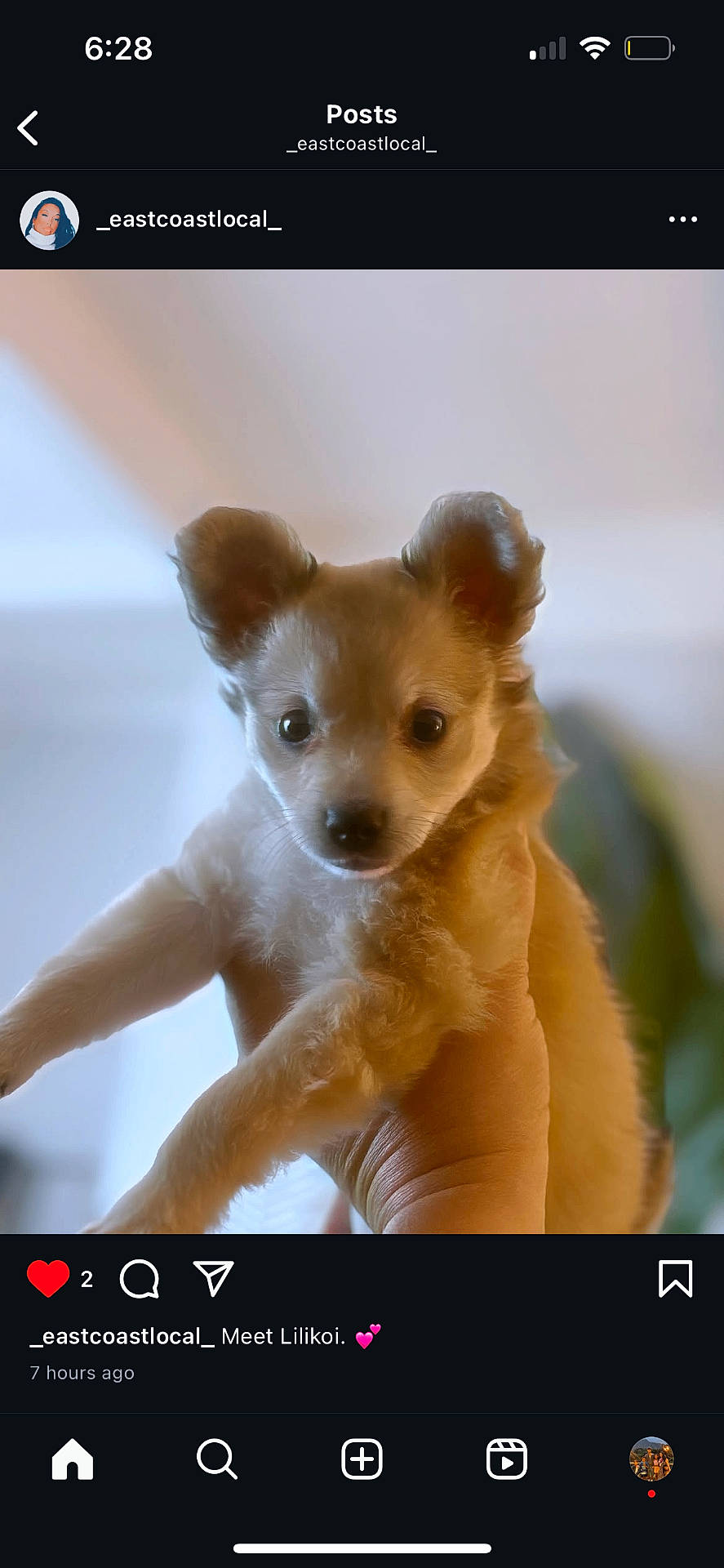 adorable, animal, background, brown, cute, dog, ears, face, fluffy, fur, hand, holding, indoor, light, looking, pet, portrait, puppy, small, young