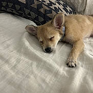 Lilikoi is registered to the contest to win money with this photo: adorable, animal, bed, cozy, cute, dog, domestic, fur, indoor, napping, patterned_pillow, pet, pillow, puppy, relaxed, resting, sleeping, small, white_bed, young_dog