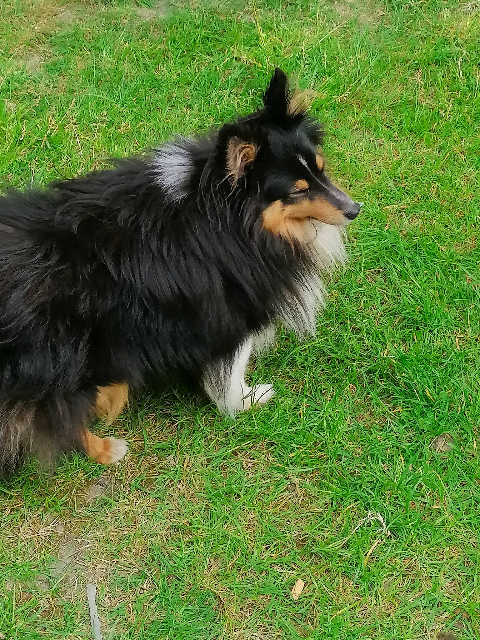 Pooky a rejoint le concours — aidez-le/la à gagner de superbes lots ! canidae, carnivore, collie, companion_dog, dog, dog_breed, fur, grass, herding_dog, rough_collie, snout, sporting_group, tail, terrestrial_animal, working_dog