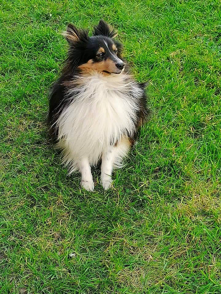 Pooky a rejoint le concours — aidez-le/la à gagner de superbes lots ! canidae, collie, companion_dog, dog, dog_breed, fur, grass, grassland, herding_dog, plant, rough_collie, scotch_collie, shetland_sheepdog, tail, terrestrial_animal, tree, working_dog
