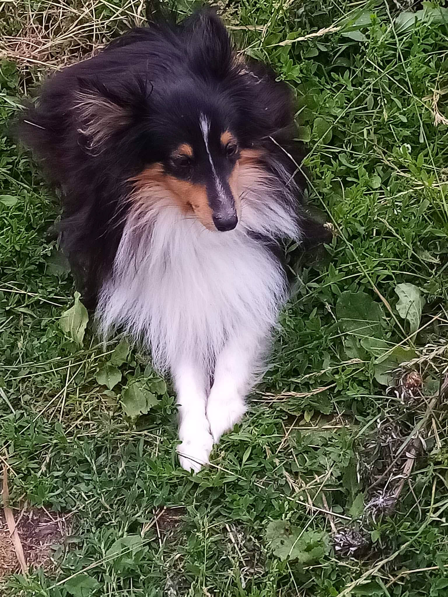 Pooky a rejoint le concours — aidez-le/la à gagner de superbes lots ! canidae, carnivore, collie, companion_dog, dog, dog_breed, fur, grass, herding_dog, plant, rough_collie, snout, sporting_group, terrestrial_animal, toy_dog, tree, whiskers, working_dog