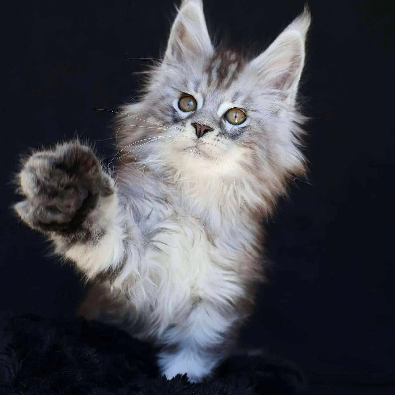 Angelo a rejoint le concours — aidez-le/la à gagner de superbes lots ! angora, animal, art, brasssection, cat, horn, kitten, manx, musicalinstrument, pet, snout