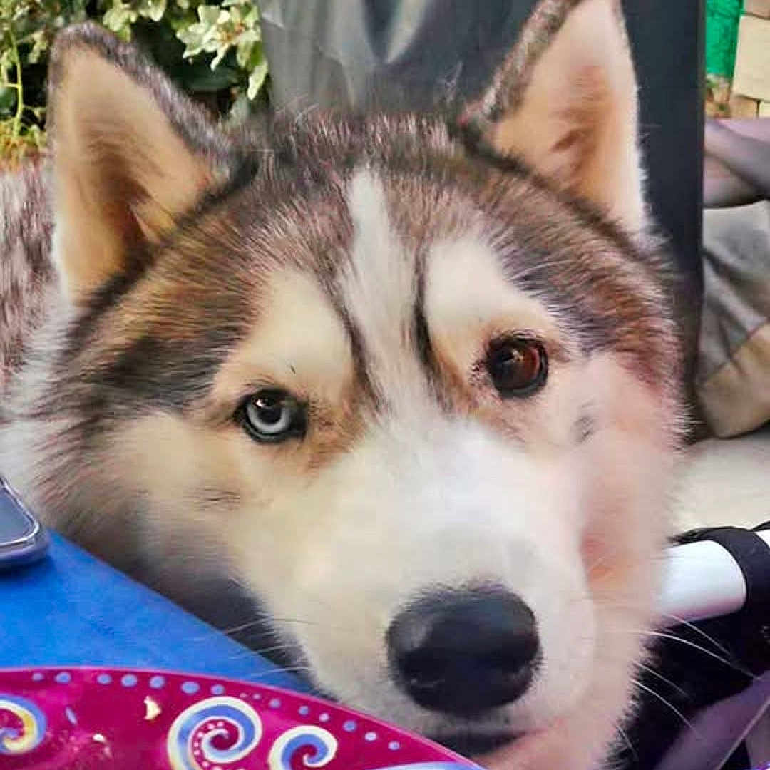 Laïko participe au concours pour gagner de l'argent avec cette photo : dog, husky, heterochromia, plate, food, leftovers, table, outdoor, greenery, ears, face, pet, animal, curious, snout, nose, fur, closeup, colorful, summer