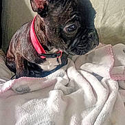 Simba participe au concours pour gagner de l'argent avec cette photo : dog, puppy, french_bulldog, brindle, collar, blanket, indoor, pet, ears, fur, cute, animal, small_dog, looking, sitting, wallpaper, texture, soft, cozy, companion