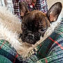Simba a rejoint le concours — aidez-le/la à gagner de superbes lots ! dog, puppy, french_bulldog, blanket, plaid, cozy, fur, ears, sleepy, cute, pet, indoor, fabric, texture, resting, closeup, comfort, animal, snug, warm
