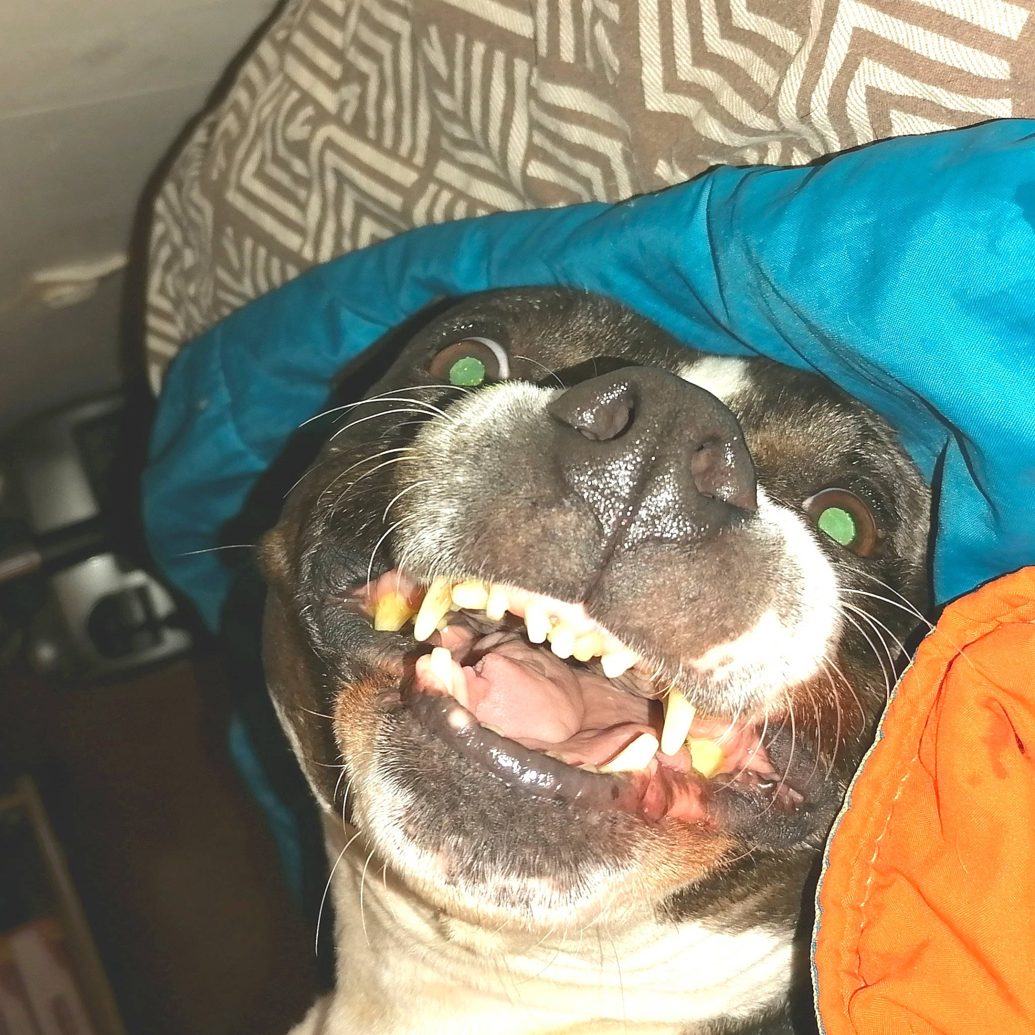 Djena participe au concours pour gagner de l'argent avec cette photo : canidae, carnivore, comfort, companion_dog, dog, dog_breed, ear, fang, fawn, flesh, fur, jaw, pug, snout, sporting_group, terrestrial_animal, tongue, whiskers, working_animal, wrinkle