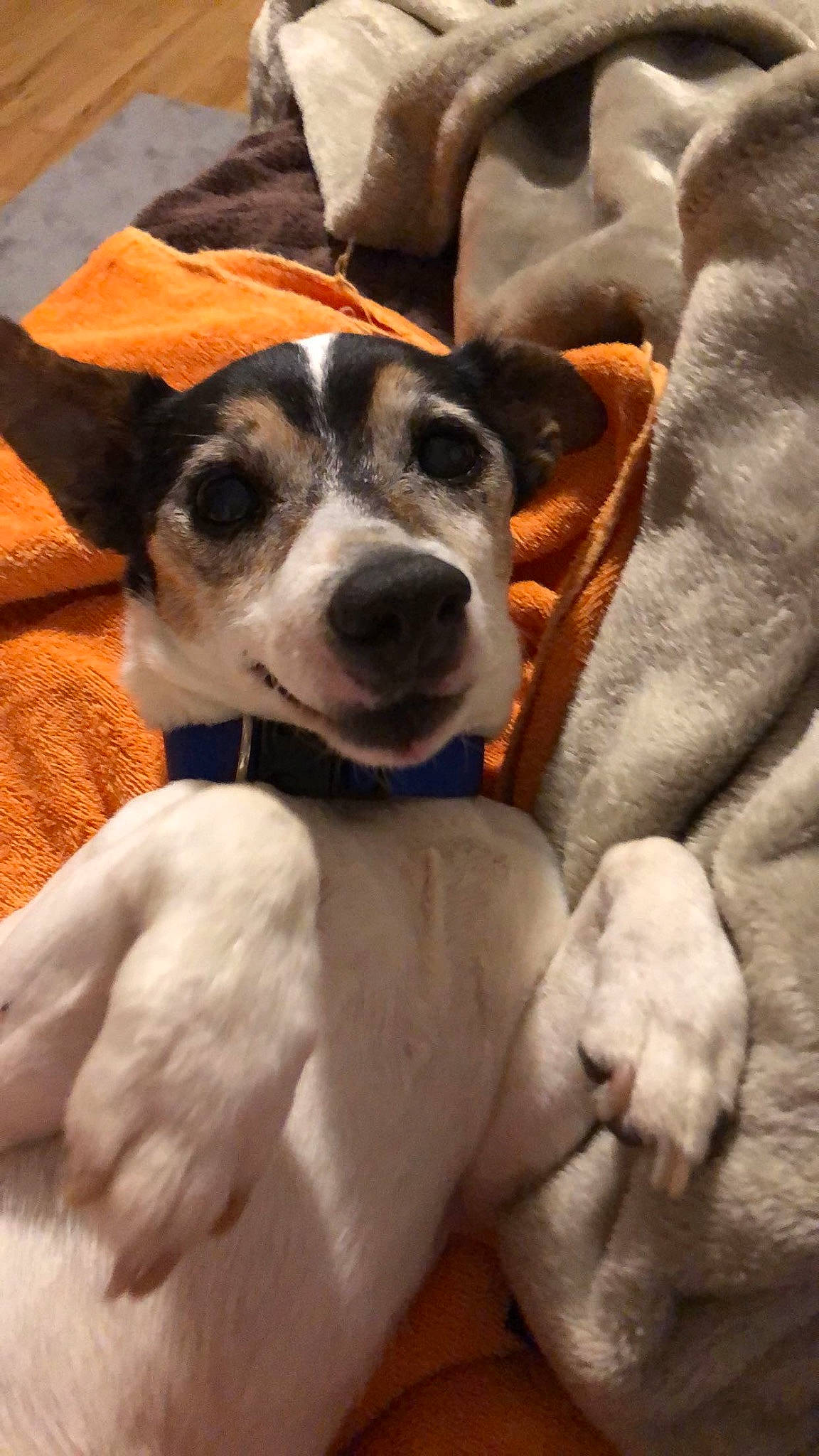 Mac is registered to the contest to win money with this photo: canidae, carnivore, collar, comfort, companion_dog, dog, dog_breed, dog_collar, fawn, fur, guard_dog, paw, puppy, puppy_love, snout, sporting_group, street_dog, whiskers, working_animal, working_dog