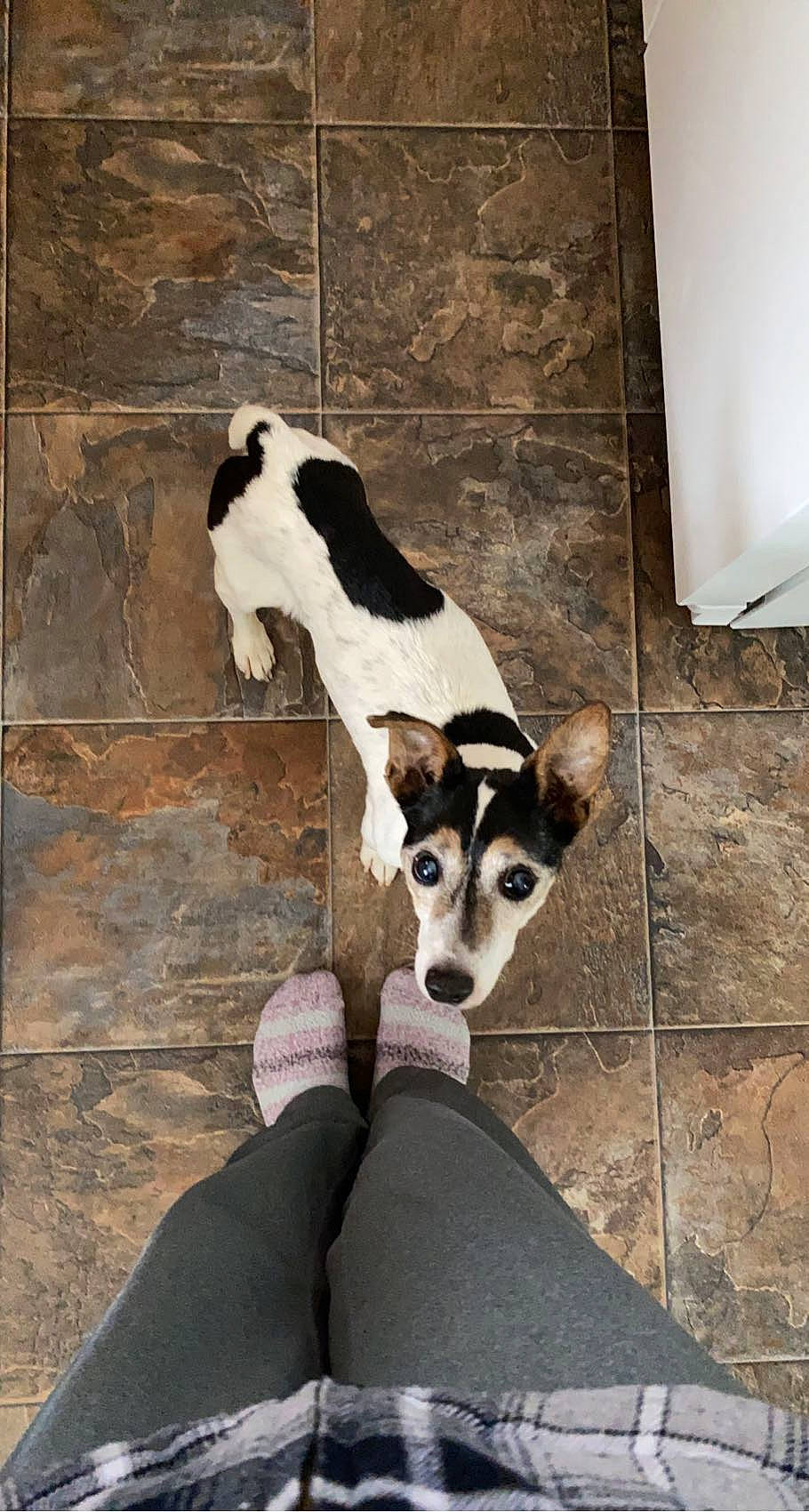 Mac joined the competition — help win amazing prizes! canidae, carnivore, comfort, companion_dog, dog, dog_breed, dog_supply, fawn, floor, flooring, foot, fur, human_leg, paw, snout, sporting_group, terrestrial_animal, whiskers, wood, working_animal