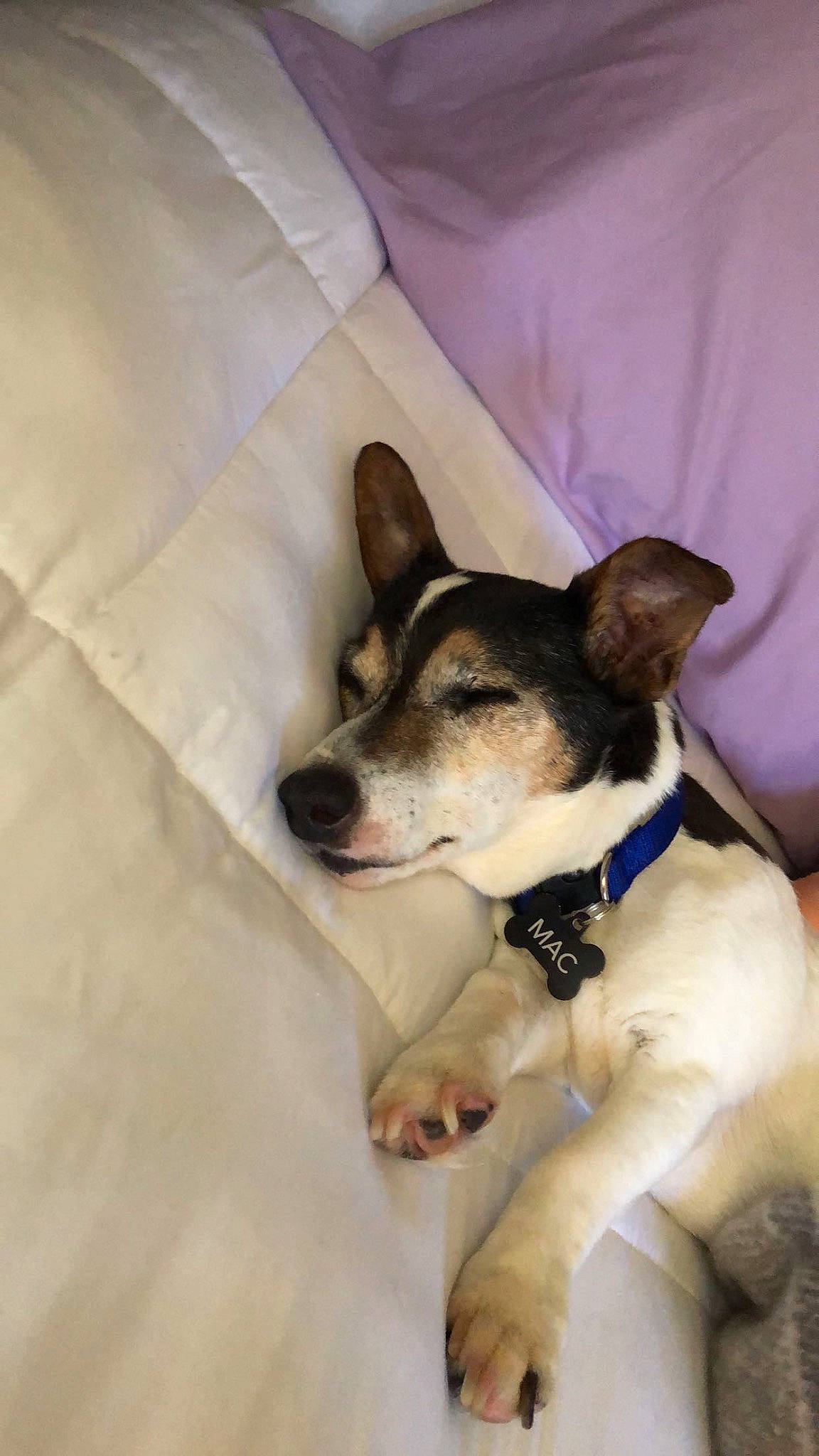 Mac is registered to the contest to win money with this photo: canidae, carnivore, collar, comfort, companion_dog, dog, dog_breed, dog_supply, fawn, fur, linens, non_sporting_group, snout, sporting_group, working_animal