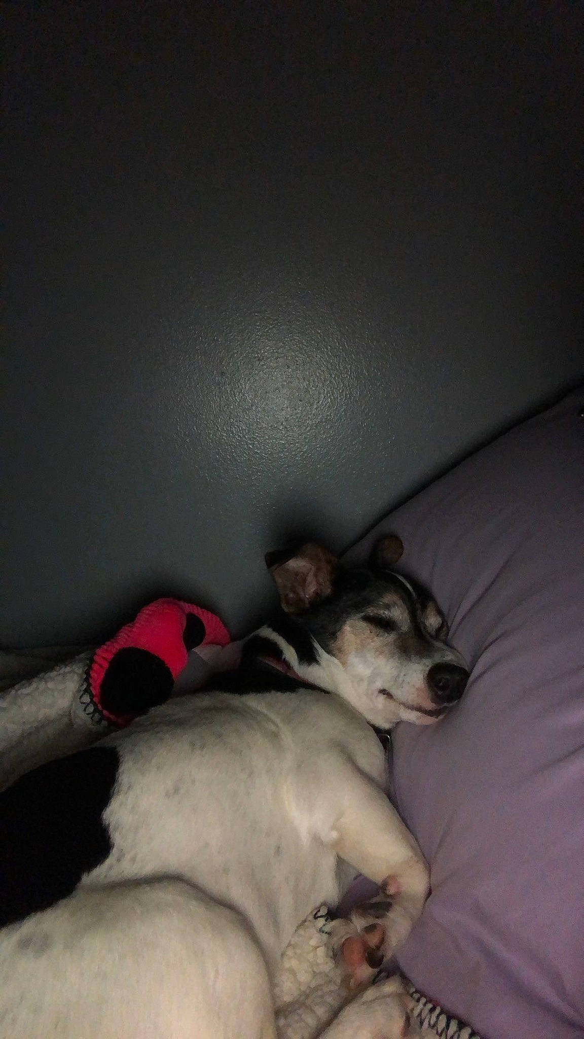 Mac joined the competition — help win amazing prizes! bedding, canidae, carnivore, comfort, companion_dog, couch, dog, dog_breed, fawn, fur, grey, linens, nap, paw, room, snout, sporting_group, tail, whiskers, working_animal