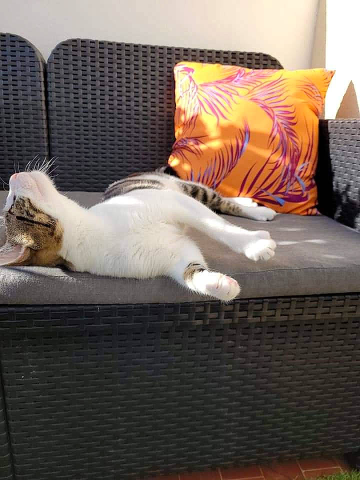 Coco a rejoint le concours — aidez-le/la à gagner de superbes lots ! bed_sheet, bedding, carnivore, cat, comfort, domestic_short_haired_cat, duvet, fawn, felidae, flooring, fur, hardwood, lamp, linens, pillow, room, small_to_medium_sized_cats, tail, whiskers, wood
