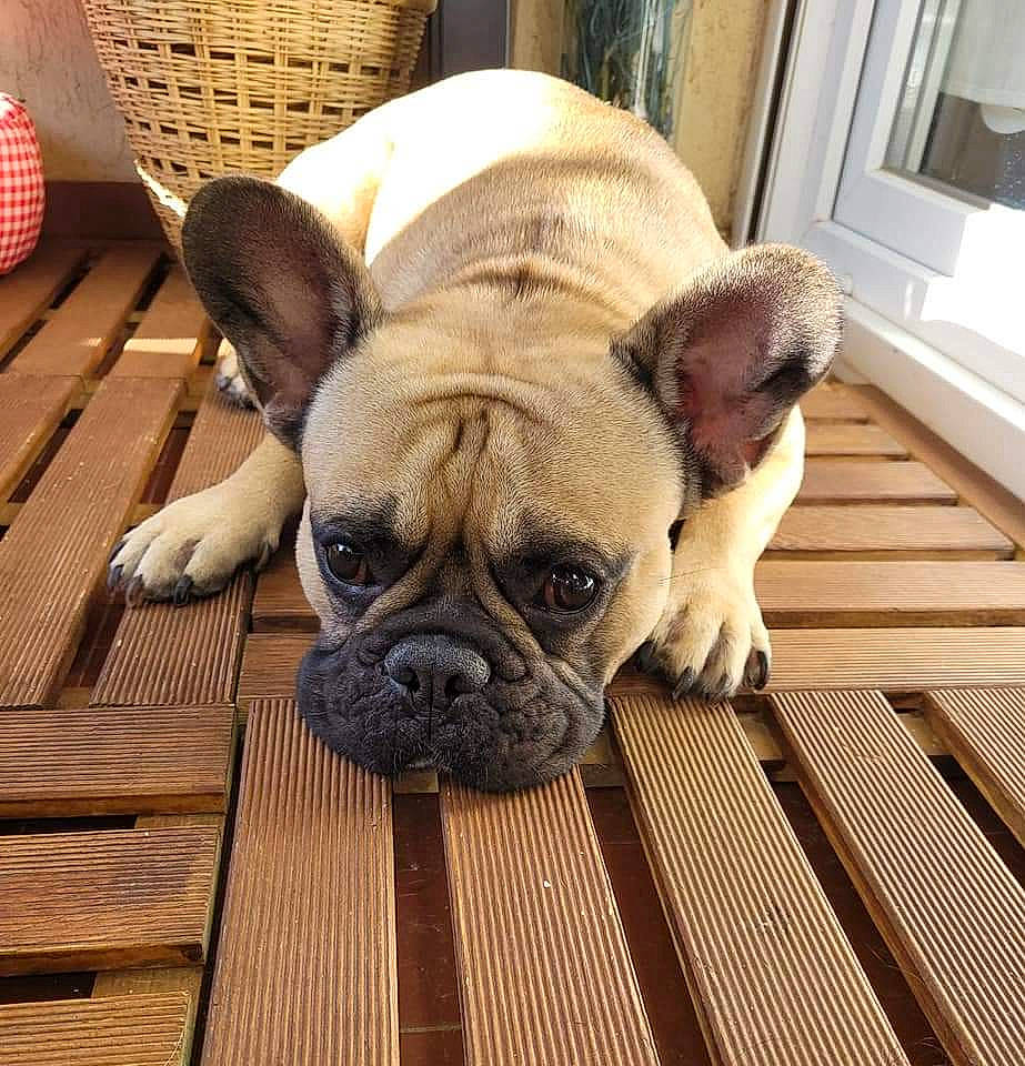 Papaye a rejoint le concours — aidez-le/la à gagner de superbes lots ! carnivore, chair, comfort, companion_dog, dog, dog_breed, eye, fawn, floor, flooring, hardwood, pug, snout, sporting_group, terrestrial_animal, toy_dog, whiskers, wood, working_animal, wrinkle