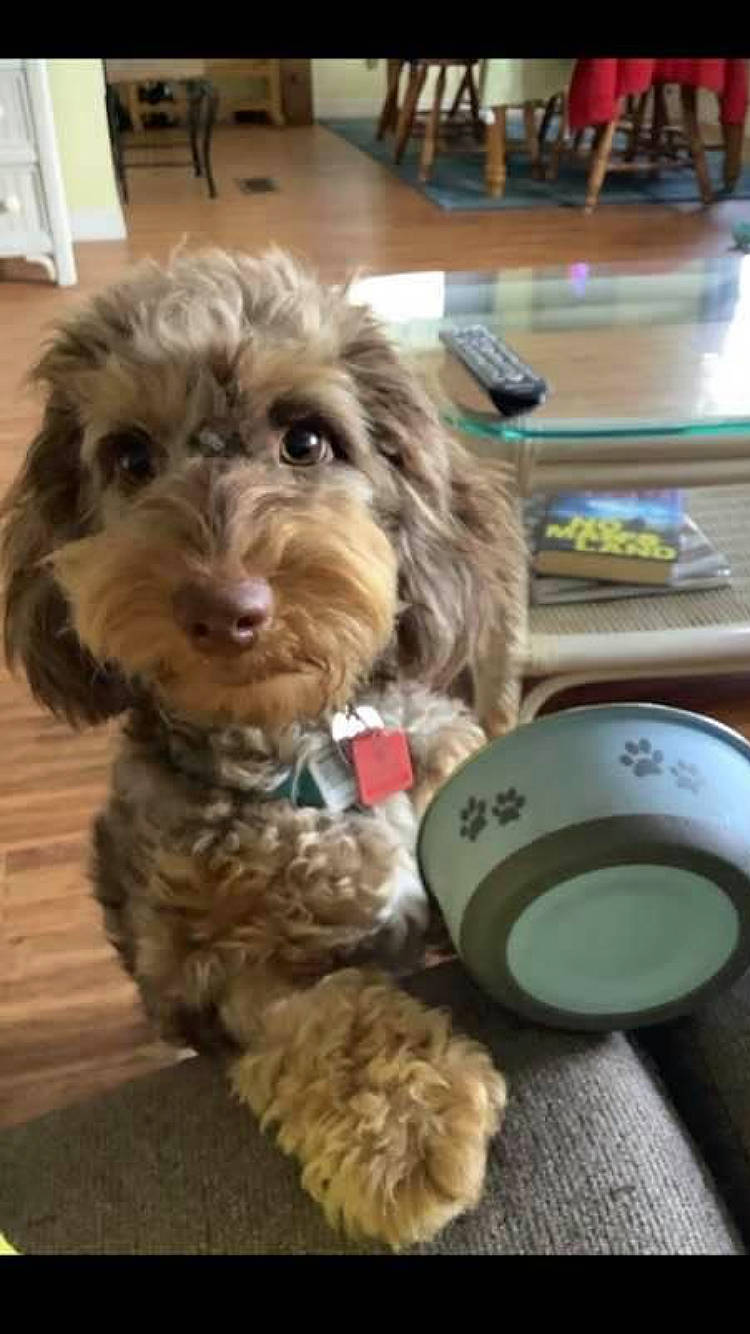 Covie is registered to the contest to win money with this photo: canidae, carnivore, chair, companion_dog, dog, dog_breed, dog_supply, flooring, fur, liver, pet_supply, shih_poo, small_terrier, snout, sporting_group, terrier, toy_dog, water_dog, working_animal, yorkipoo