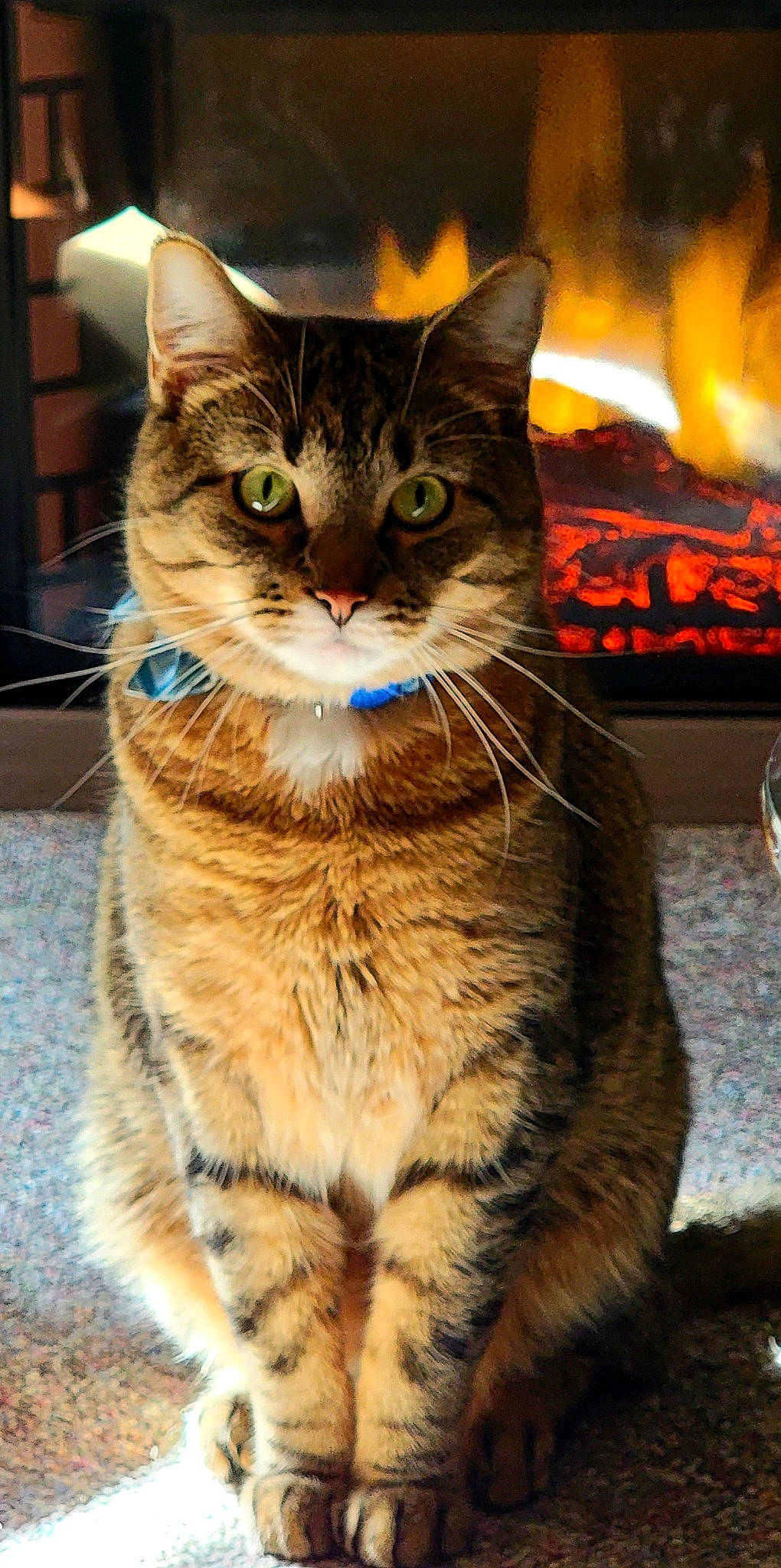 Remi is registered to the contest to win money with this photo: carnivore, cat, claw, domestic_short_haired_cat, electric_blue, event, fawn, felidae, fur, holiday, midnight, night, paw, sitting, small_to_medium_sized_cats, snout, tail, whiskers, wildlife