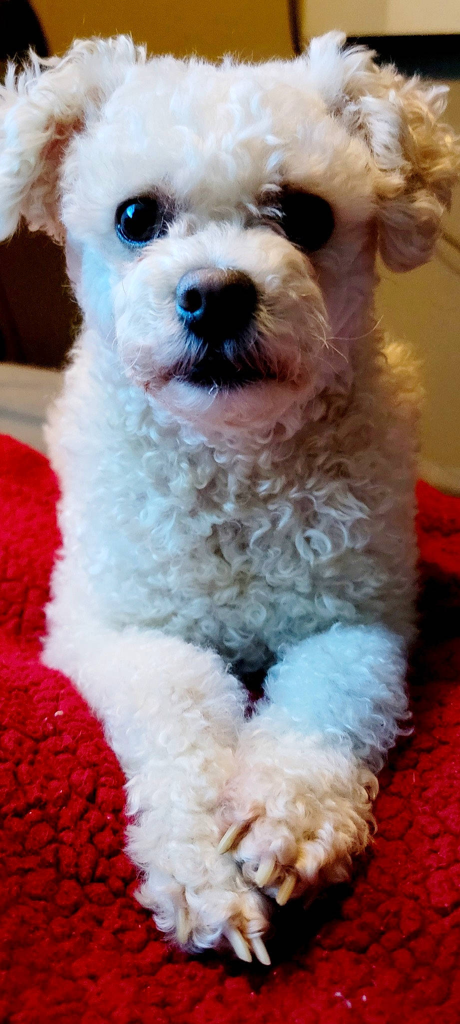 Vanna Bell joined the competition — help win amazing prizes! blue, canidae, carnivore, collar, companion_dog, dog, dog_breed, dog_collar, maltepoo, pink, plant, poodle, small_terrier, snout, sporting_group, terrier, toy_dog, water_dog, white, working_animal