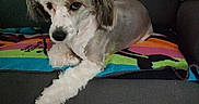 Velours participe au concours pour gagner de l'argent avec cette photo : dog, pet, couch, indoor, colorful_towel, fur, groomed, animal, laying, resting, companion, canine, cute, fur_pattern, domestic, relaxed, home, living_room, quiet, comfort
