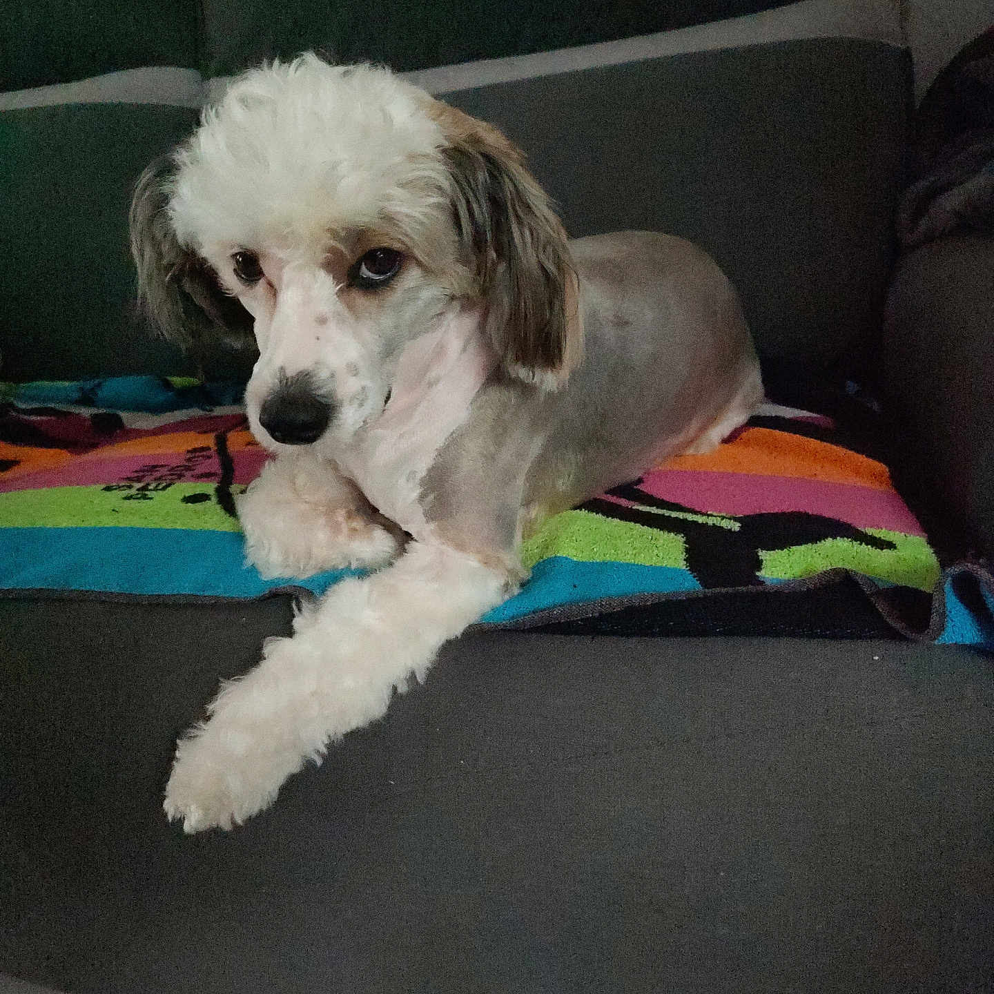 Velours participe au concours pour gagner de l'argent avec cette photo : dog, pet, couch, indoor, colorful_towel, fur, groomed, animal, laying, resting, companion, canine, cute, fur_pattern, domestic, relaxed, home, living_room, quiet, comfort