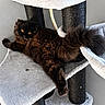 amber_eyes, animal, black_cat, cat, cat_tree, cozy, cute, feline, fluffy_tail, fur, home, indoor, multi_level, pet, playful, portrait, relaxed, resting, scratching_post, soft_texture