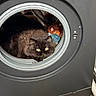 Albertine participe au concours pour gagner de l'argent avec cette photo : animal, appliance, black_cat, cat, cozy, curious, cute, domestic, feline, fur, home, household, indoor, laundry, laundry_balls, pet, playful, resting, washing_machine, yellow_eyes
