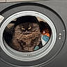 Albertine a rejoint le concours — aidez-le/la à gagner de superbes lots ! animal, black_cat, cat, cozy, curious, dark_fur, domestic_cat, fluffy, fur, home, household_appliance, indoor, laundry, laundry_balls, machine_drum, pet, portrait, round_shape, washing_machine, yellow_eyes