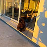 animal, balcony, black_cat, cat, chair, cozy, cushion, furniture, glass_door, indoor, living_room, outdoor, pet, reflection, relaxing, shadow, sunlight, sunset, table, warm_light