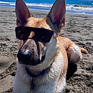 Keeva is registered to the contest to win money with this photo: dog, sunglasses, beach, sand, ocean, waves, sunny, outdoor, pet, canine, relaxed, summer, water, fur, collar, closeup, portrait, animal, nature, vacation