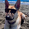 dog, sunglasses, beach, sand, ocean, waves, sunny, outdoor, pet, canine, relaxed, summer, water, fur, collar, closeup, portrait, animal, nature, vacation