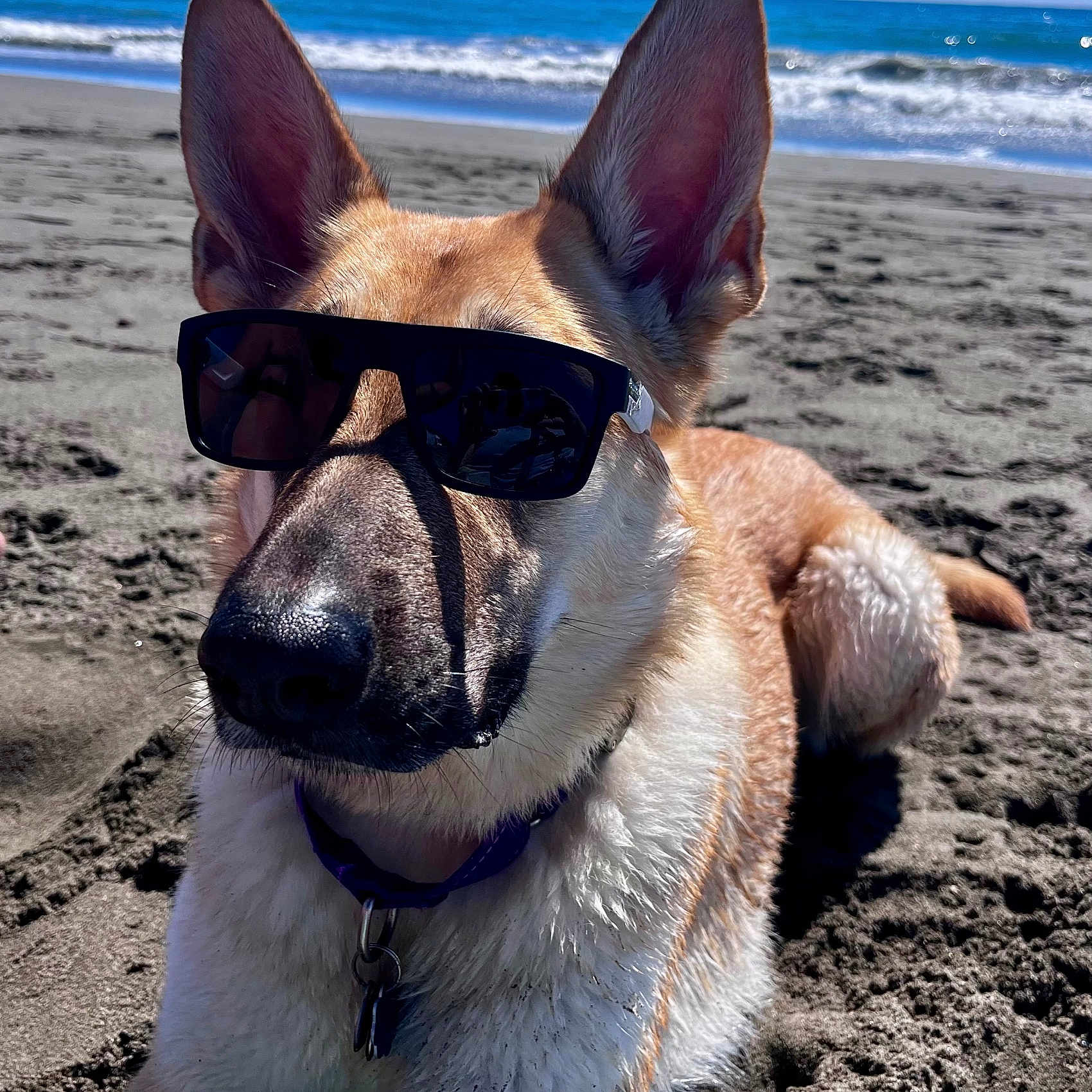 Keeva is registered to the contest to win money with this photo: dog, sunglasses, beach, sand, ocean, waves, sunny, outdoor, pet, canine, relaxed, summer, water, fur, collar, closeup, portrait, animal, nature, vacation