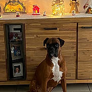 Rocky a rejoint le concours — aidez-le/la à gagner de superbes lots ! dog, boxer, pet, brown_coat, white_chest, sitting, indoor, wooden_cabinet, christmas_decor, fairy_lights, ornament, tile_floor, portrait, stare, front_paws, furniture, home_interior, photo_frames, shelf, festive