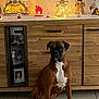 dog, boxer, pet, brown_coat, white_chest, sitting, indoor, wooden_cabinet, christmas_decor, fairy_lights, ornament, tile_floor, portrait, stare, front_paws, furniture, home_interior, photo_frames, shelf, festive