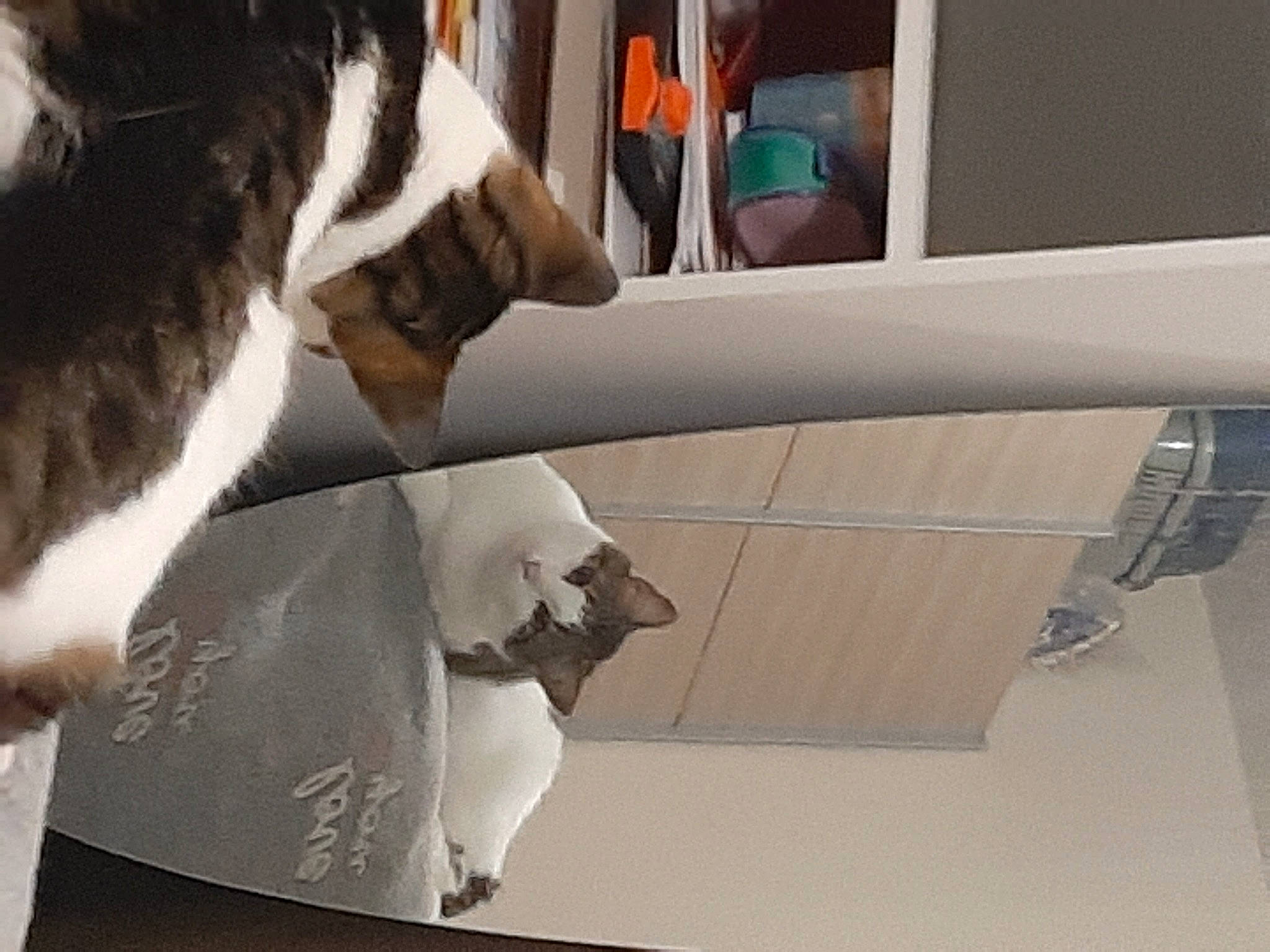 Pongo participe au concours pour gagner de l'argent avec cette photo : canidae, carnivore, cat, ear, felidae, fur, head, nose, small_to_medium_sized_cats, snout, tail, whiskers