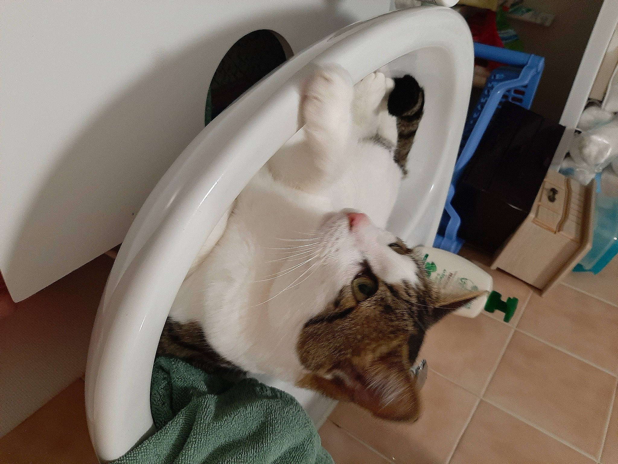 Pongo a rejoint le concours — aidez-le/la à gagner de superbes lots ! carnivore, cat, cat_supply, ear, felidae, jaw, small_to_medium_sized_cats, whiskers