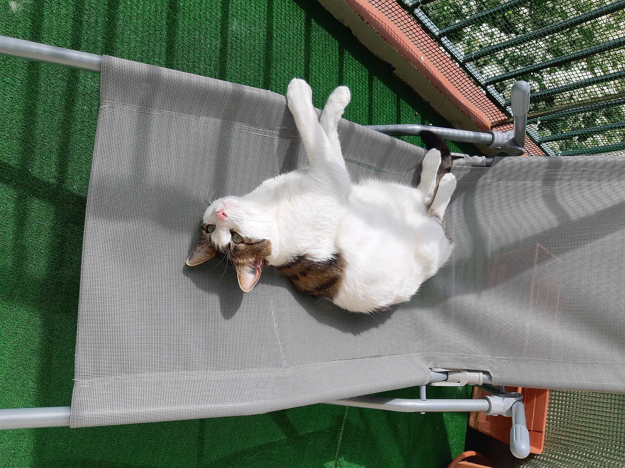 Pongo a rejoint le concours — aidez-le/la à gagner de superbes lots ! cat, fawn, felidae, zoo