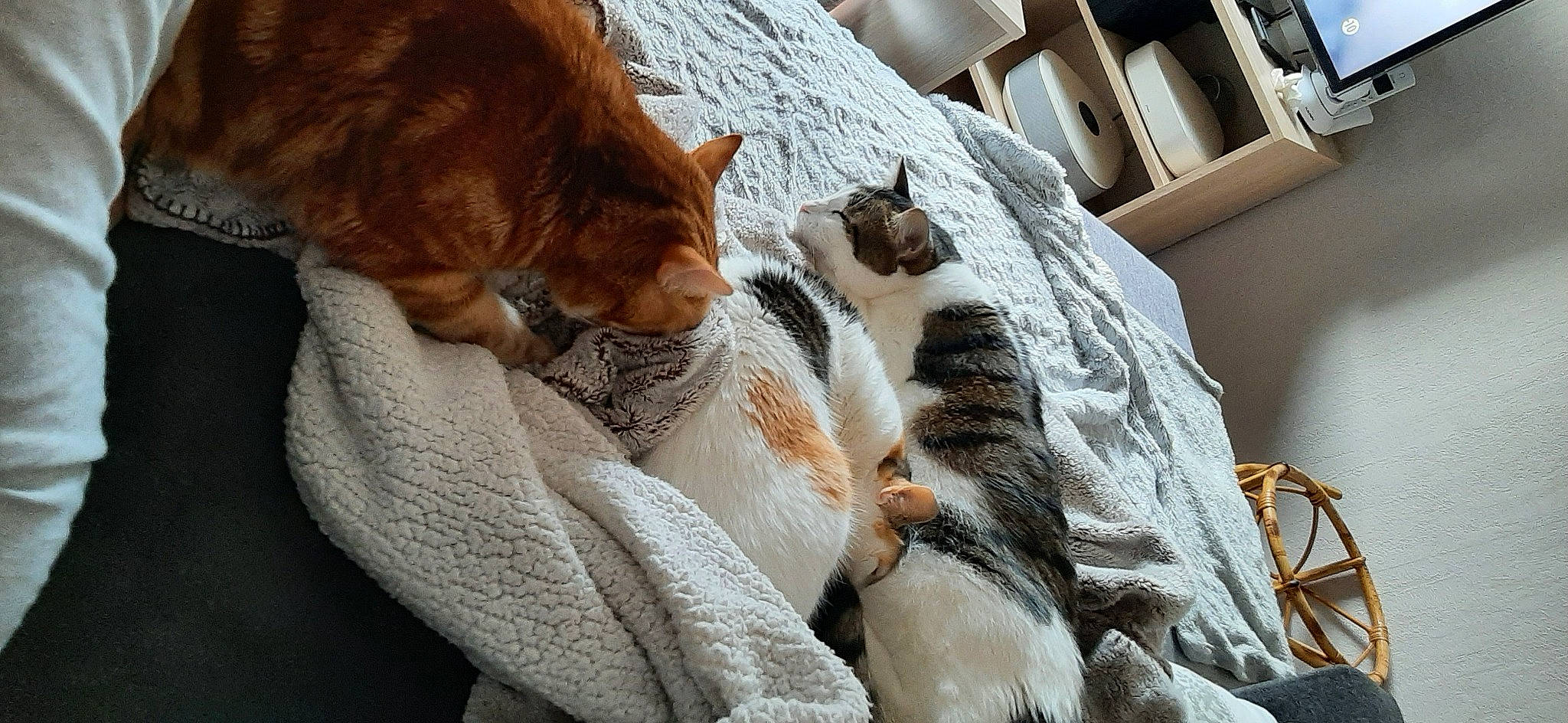 Pimprenelle a rejoint le concours — aidez-le/la à gagner de superbes lots ! bed_sheet, bedding, brown, carnivore, cat, claw, comfort, domestic_short_haired_cat, fawn, felidae, flooring, fur, grey, linens, nap, paw, small_to_medium_sized_cats, tail, whiskers, wood