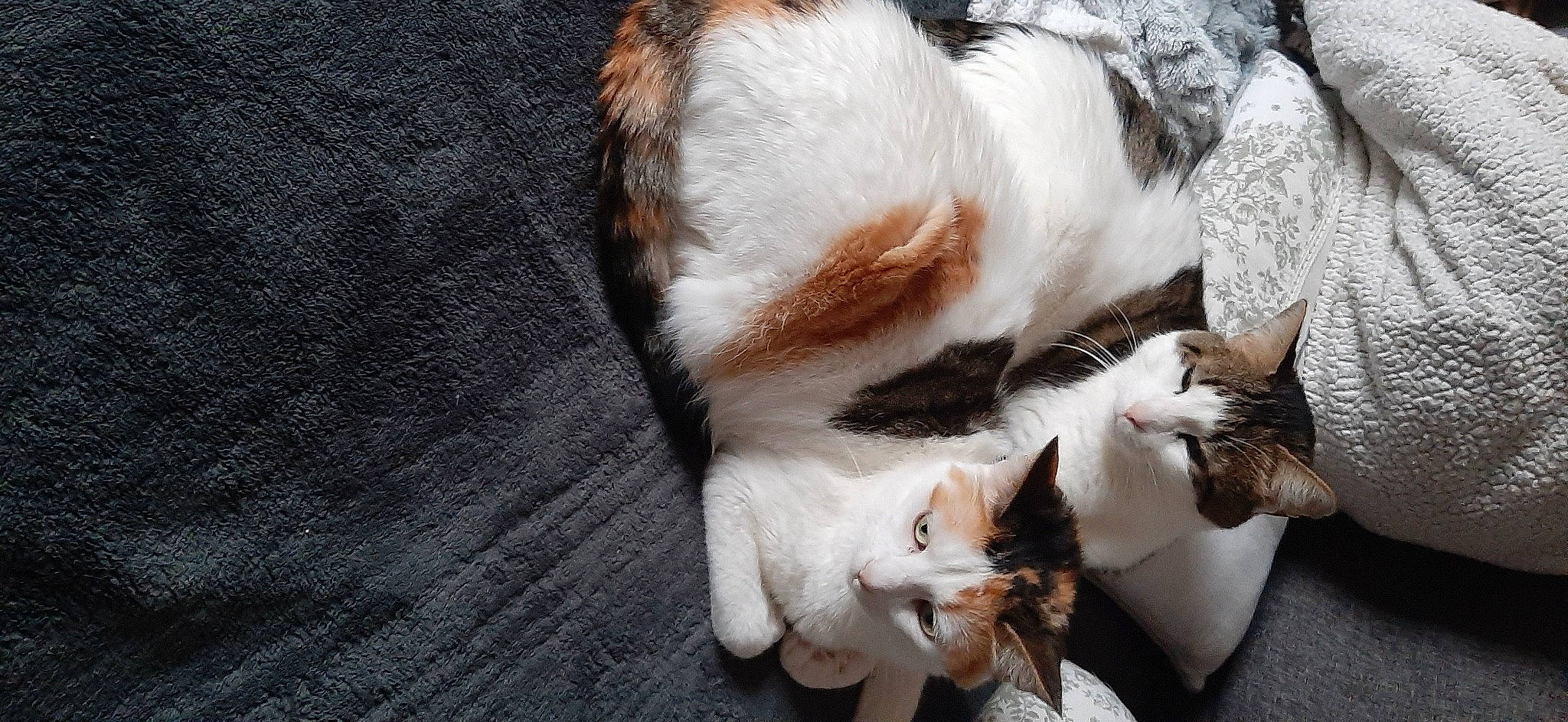 Pimprenelle a rejoint le concours — aidez-le/la à gagner de superbes lots ! carnivore, cat, claw, comfort, domestic_short_haired_cat, fawn, felidae, fur, nap, paw, small_to_medium_sized_cats, tail, whiskers, wood