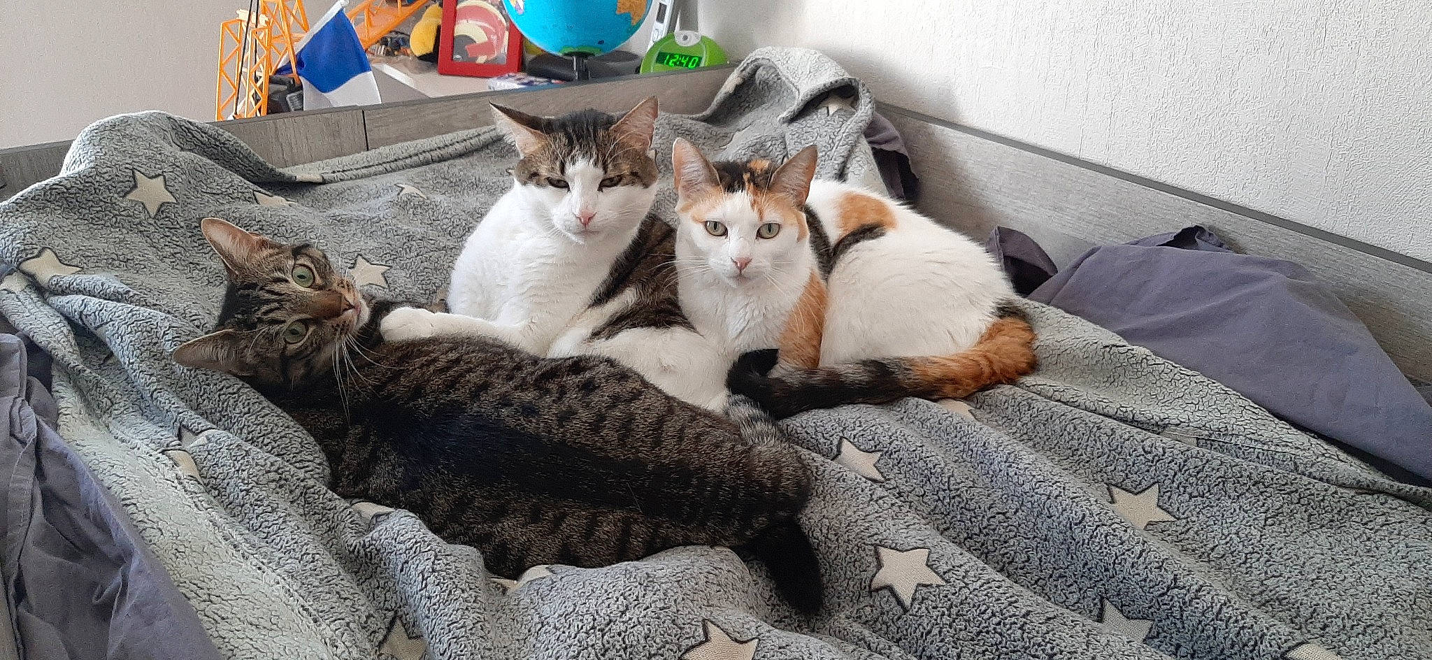 Pimprenelle participe au concours pour gagner de l'argent avec cette photo : bedding, carnivore, cat, comfort, domestic_short_haired_cat, fawn, felidae, fur, grey, linens, nap, paw, pet_supply, small_to_medium_sized_cats, snout, tail, whiskers