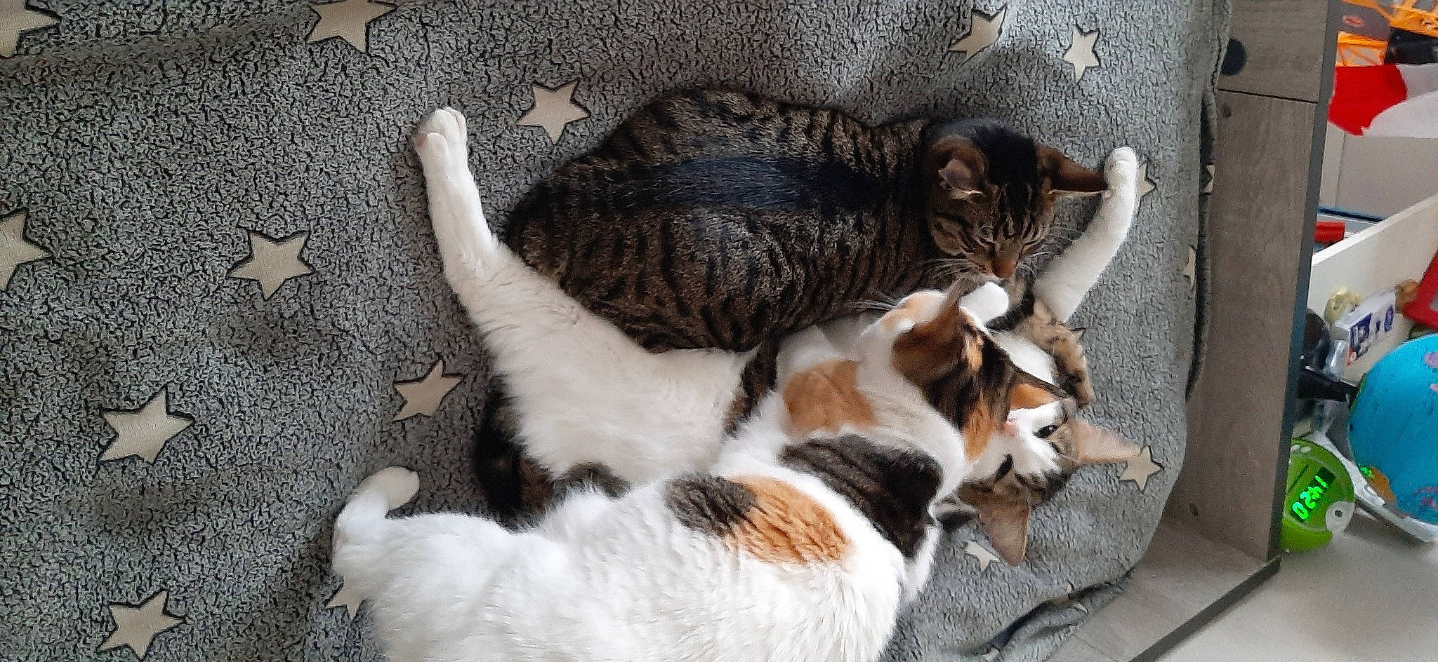 Pimprenelle participe au concours pour gagner de l'argent avec cette photo : canidae, carnivore, cat, claw, comfort, companion_dog, dog_breed, domestic_short_haired_cat, felidae, fur, paw, small_to_medium_sized_cats, snout, sporting_group, tail, whiskers, wood